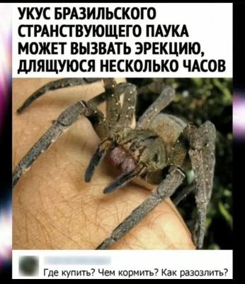 Прикрепленное изображение: Укус бразильского паука.jpg
